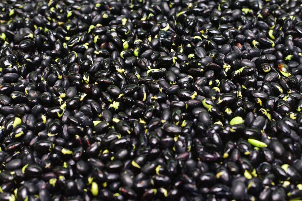 bean, black bean, bud, grow, black, vegetable, cultive, black bean, black bean, black bean, black bean, black bean